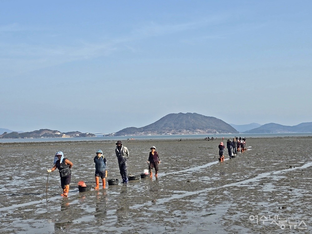 ▲ 여수시 화양면 장수리 자매마을 앞바다 우럭조개잡이 ⓒ조찬현