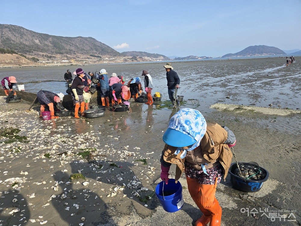 ▲ 여수시 화양면 장수리 자매마을 앞을 든든하게 지키고 선 방풍림 ⓒ조찬현