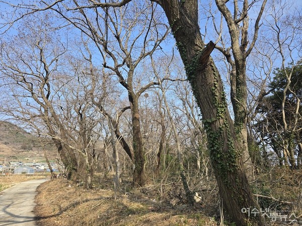 ▲ 여수시 화양면 장수리 자매마을 앞을 든든하게 지키고 선 방풍림 ⓒ조찬현