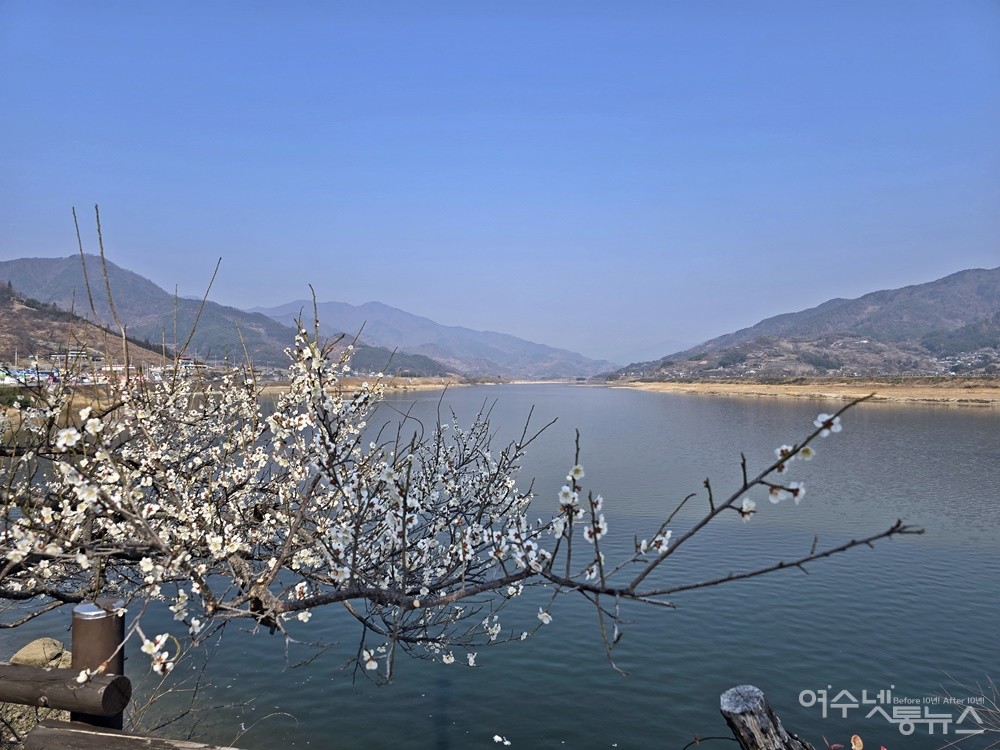 ▲ 광양 매화마을 섬진강가에 핀 매화꽃 ⓒ조찬현