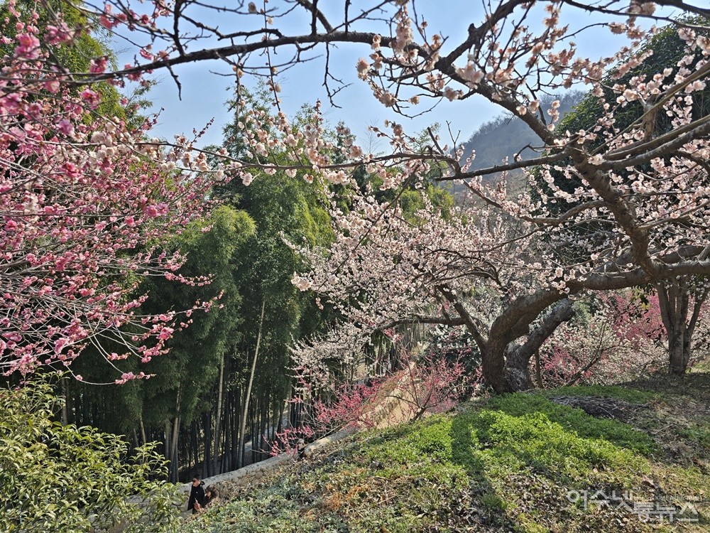 ▲ 청매실농원 대숲 근처의 홍매와 청매  ⓒ조찬현