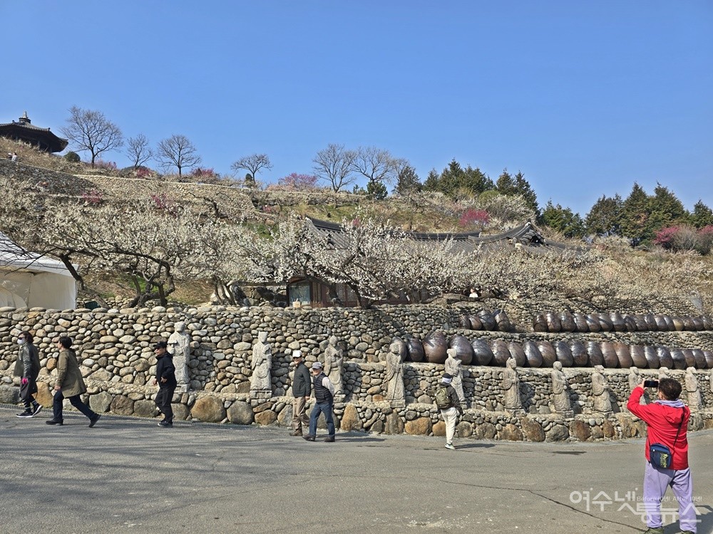 ▲ 청매실농원 풍경을 카메라에 담는 상춘객 ⓒ조찬현