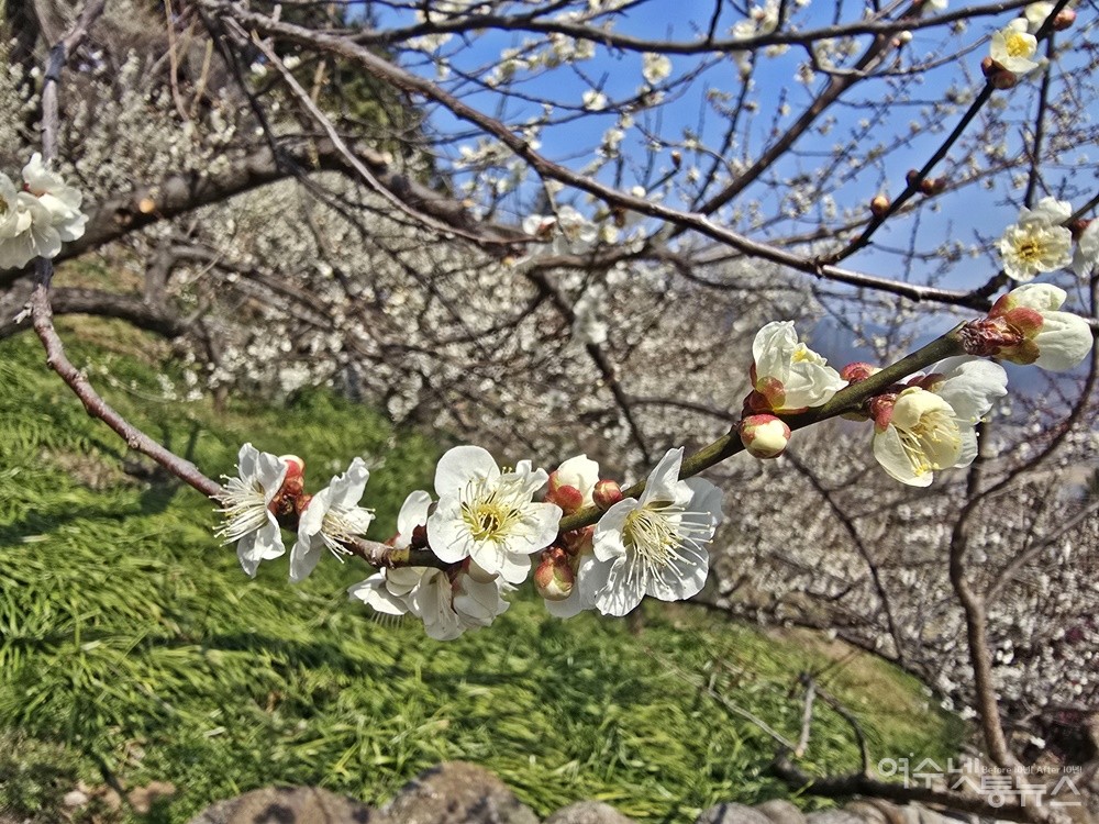 ▲ 청매실농원에 만개한 백매화 ⓒ조찬현