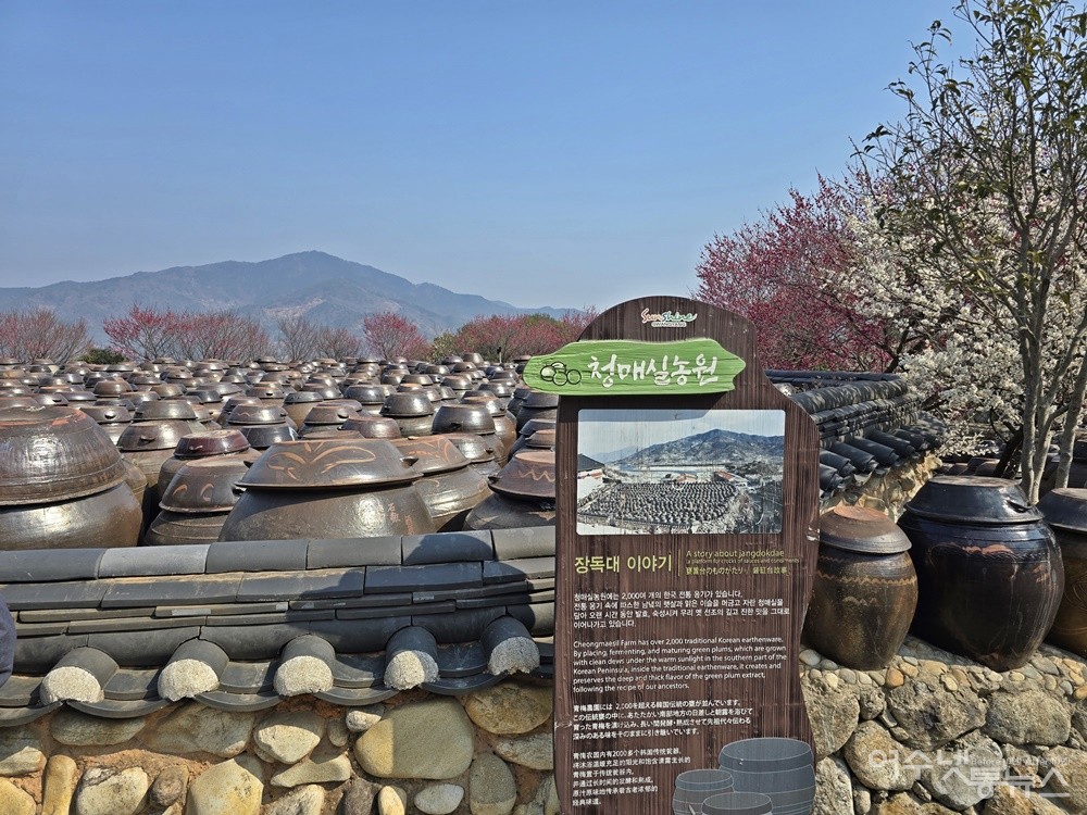 ▲ 홍쌍리 청매실농원 장독대가 있는 풍경  ⓒ조찬현