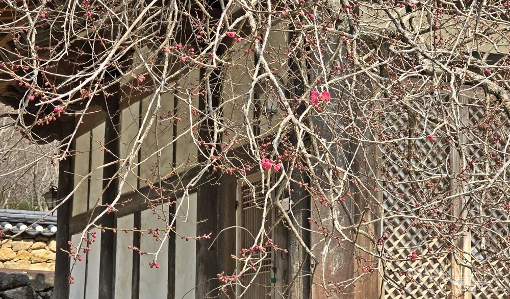 ▲ 선홍빛 꽃잎이 수줍게 인사를 건네는 각황전 앞 홍매화 ⓒ조찬현