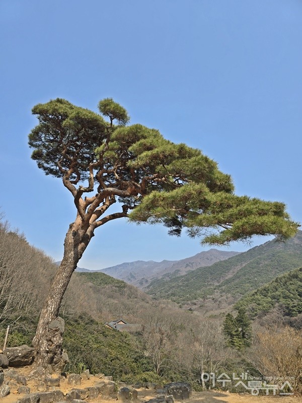 ▲ 전남 구례 화엄시 적멸보궁 주변의 소나무 ⓒ조찬현