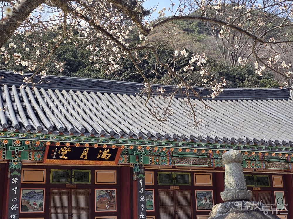 ▲ 이미 만개하여 하얀 꽃구름을 만든 만월당의 백매화 ⓒ조찬현