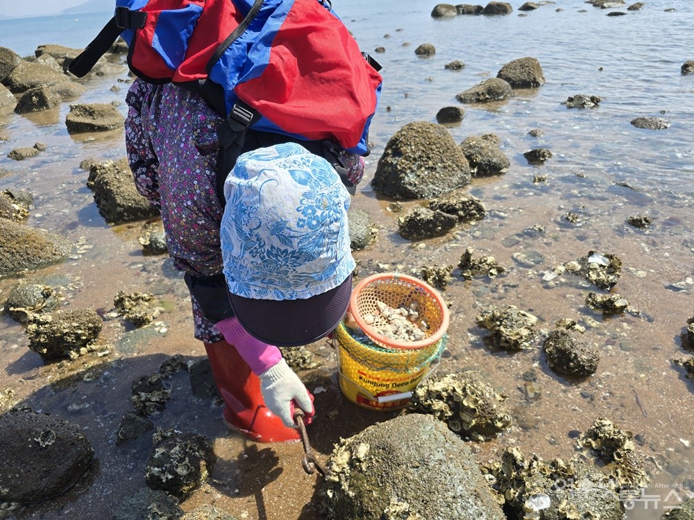 ▲ 초도 갯바위에서 굴을 까는 아낙네 ⓒ조찬현