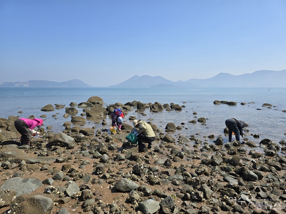 ▲ 무인도 초도 바닷가에서 갯것 채취  ⓒ조찬현