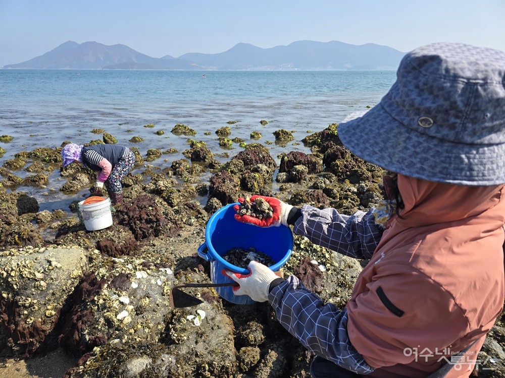 ▲ 초도 바다에서 채취한 고둥 ⓒ조찬현