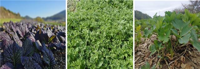 ▲ ‘맛의 방주’에 등재된 여수 3개 지역 대표 농산물(왼쪽부터 돌산 홍갓, 거문도 해풍쑥, 섬 방풍) ⓒ여수시