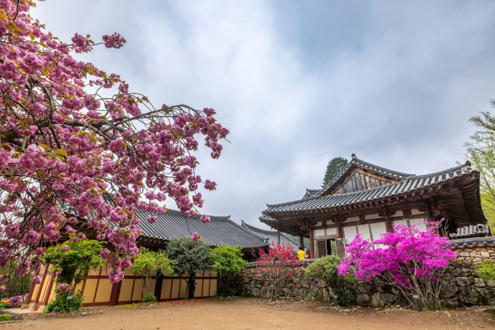 ▲ 순천 선암사 겹벚꽃 ⓒ순천시