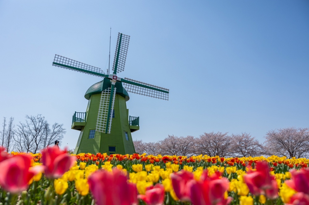 ▲ 튤립이 만개한 네덜란드 정원 ⓒ순천시