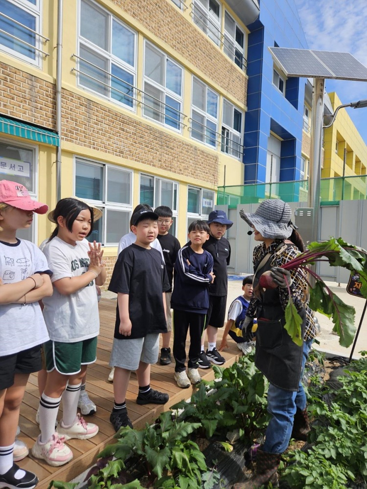 ▲학교 자투리텃밭 ‘농작물 수확’ ⓒ여수시