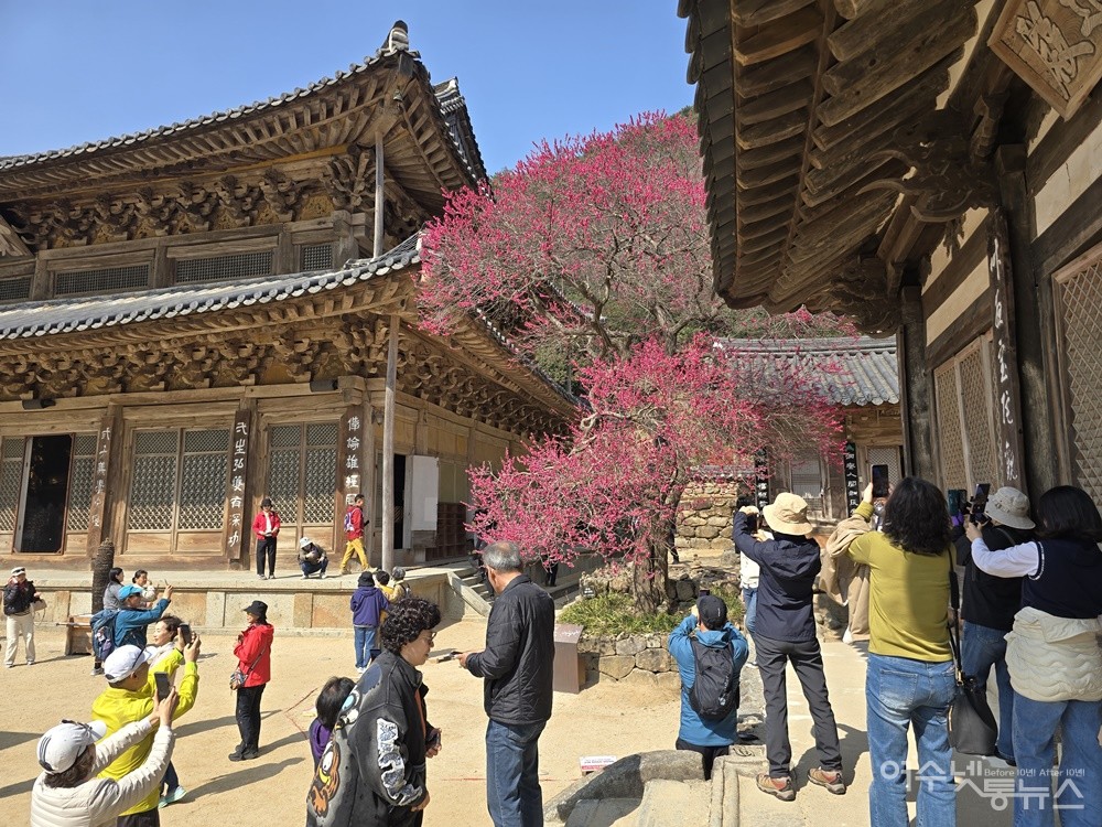 ▲ 전남 구례 화엄사 ‘화엄매’ ⓒ조찬현