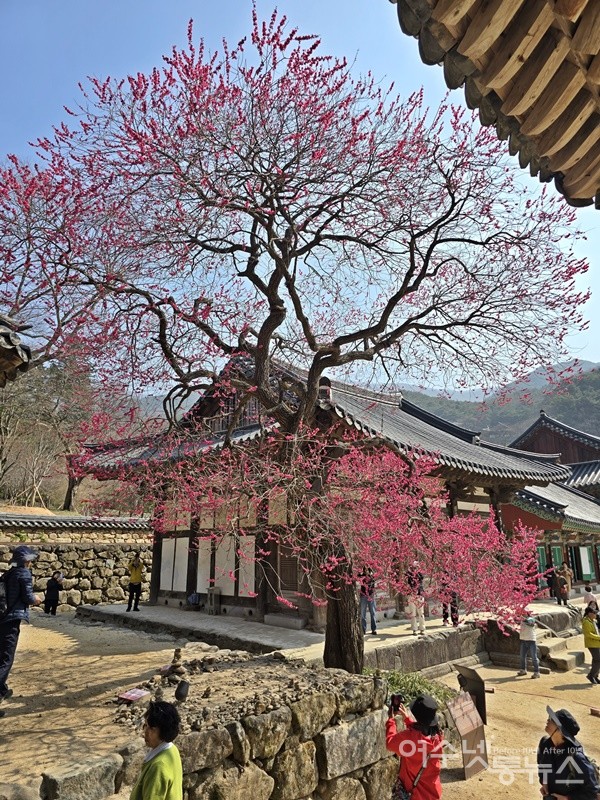 ▲ 전남 구례 화엄사 ‘화엄매’ ⓒ조찬현