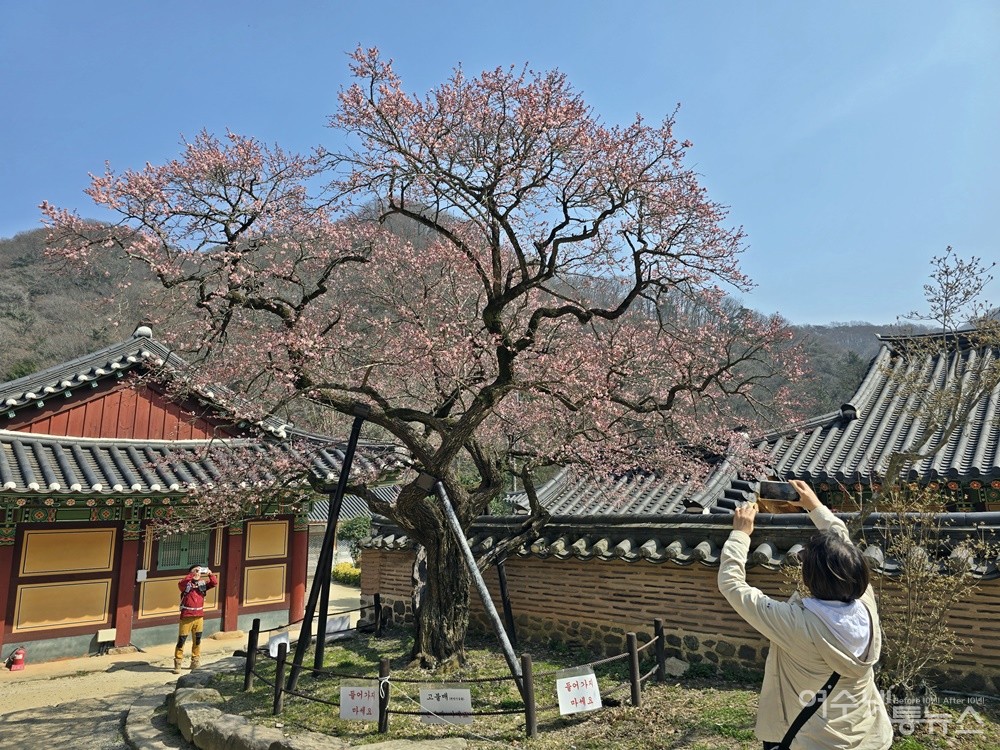 ▲ 전남 장성 백양사 ‘고불매’ ⓒ조찬현