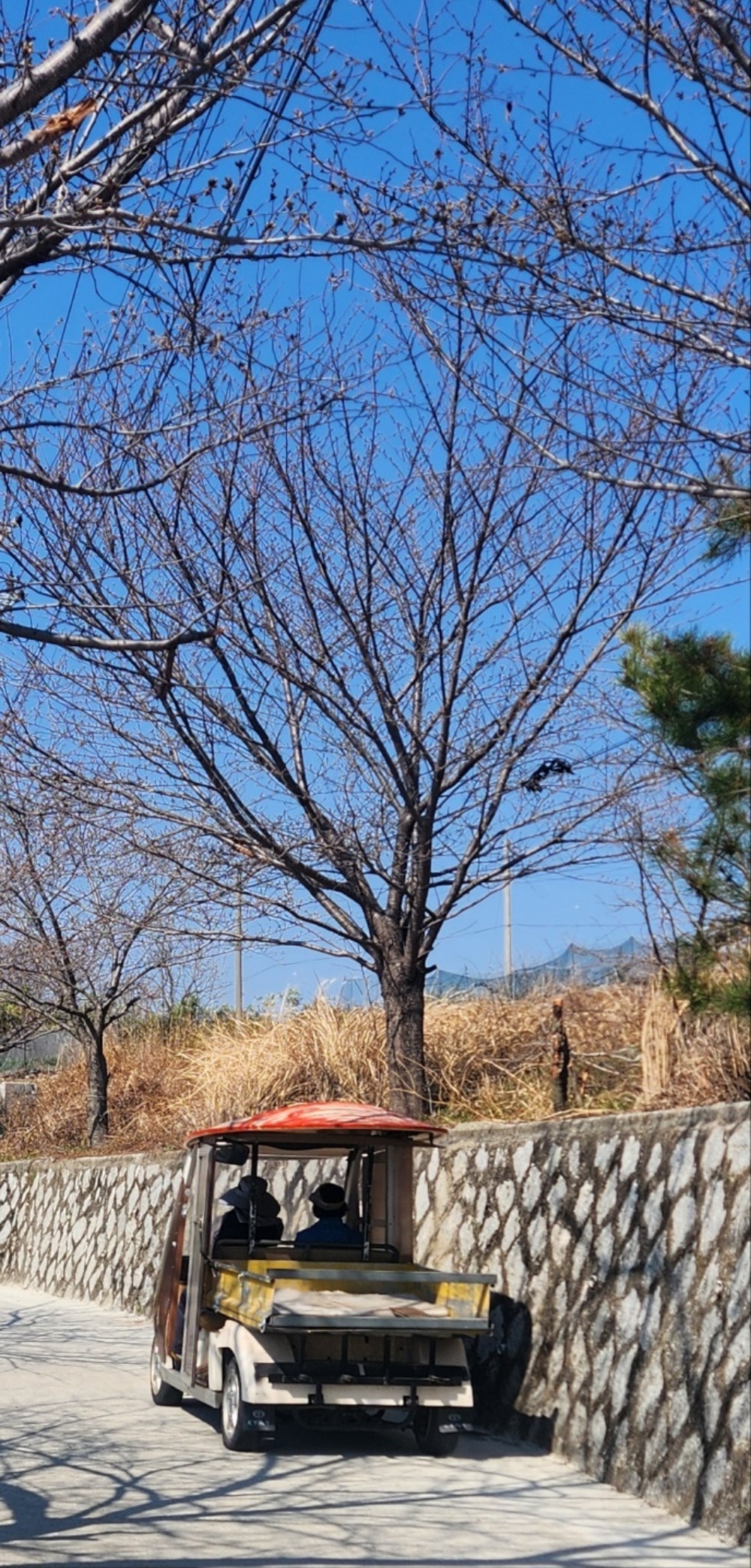 ▲ 카트중고로 저렴하게 샀다는 골프 카트가 물건이나 사람을 테우고 마을 곳곳을 다닌다 ⓒ김용자