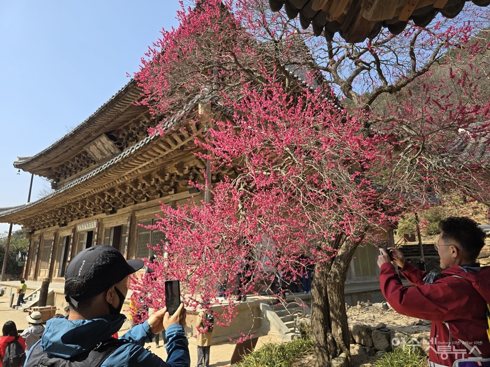 ▲ 전남 구례 화엄사 ‘화엄매’ ⓒ조찬현