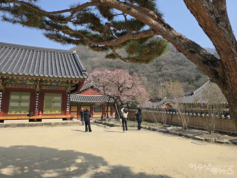 ▲ 전남 장성 백양사 ‘고불매’ ⓒ조찬현