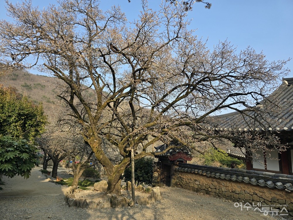 ▲ 전남 순천 선암사 ‘선암매’ ⓒ조찬현