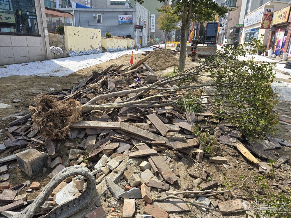 ▲ 여수 여문 문화의 거리 재정비공사(2차분) 현장에 뿌리채 뽑혀 방치된 조경수 ⓒ조찬현