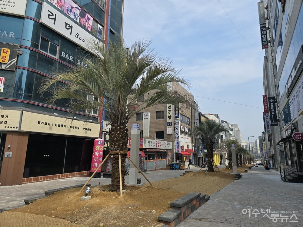 ▲ 여수 여문 문화의 거리 재정비공사 현장에 식재된 야자수 ⓒ조찬현