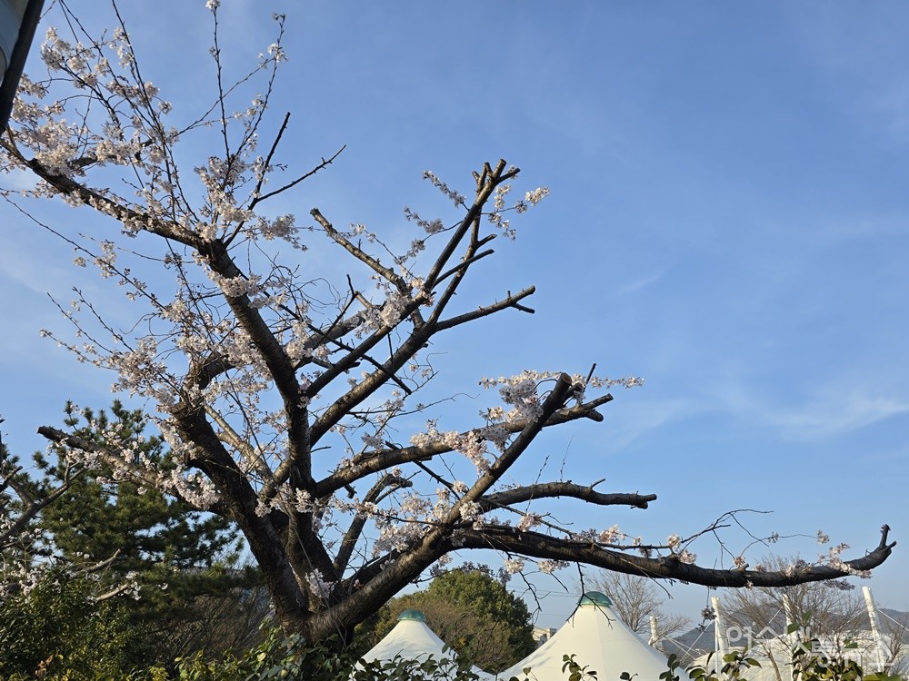 ▲ 여수 성산공원의 벚나무 고목들이 굵은 가지만 남긴 채 싹둑 잘렸다. ⓒ조찬현