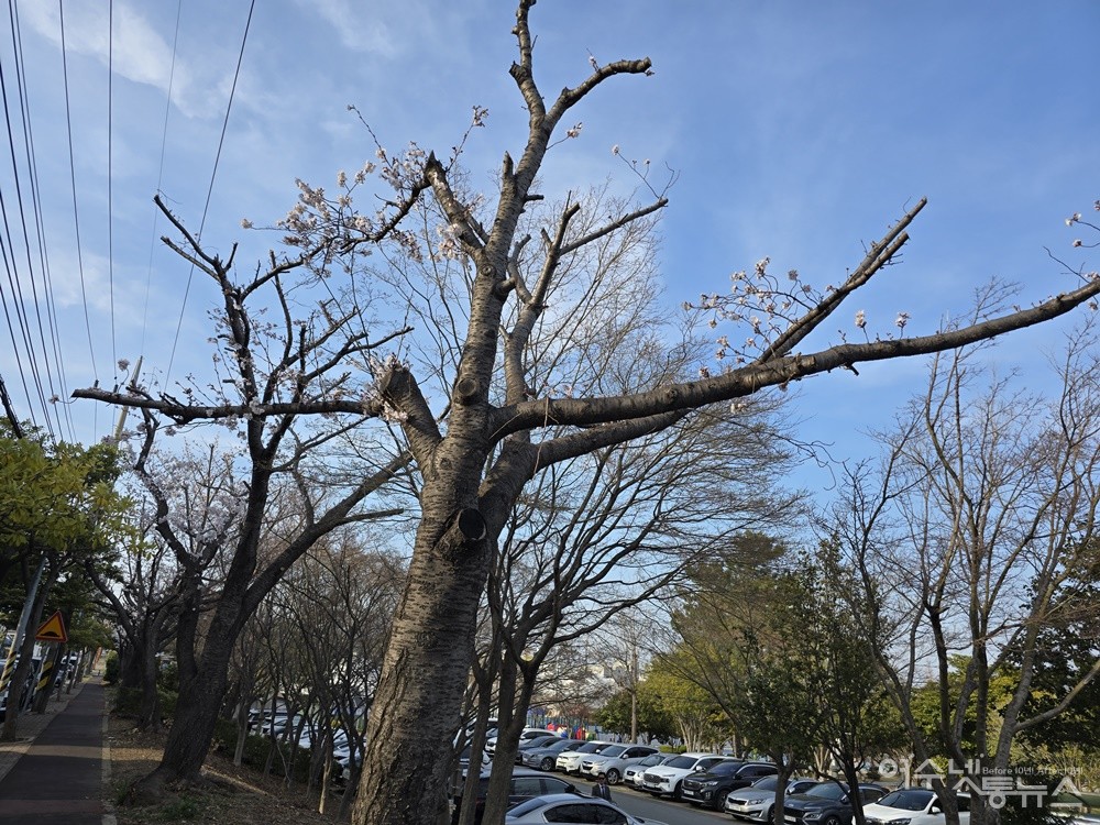▲ 여수 성산공원의 벚나무 고목들이 굵은 가지만 남긴 채 싹둑 잘렸다. ⓒ조찬현