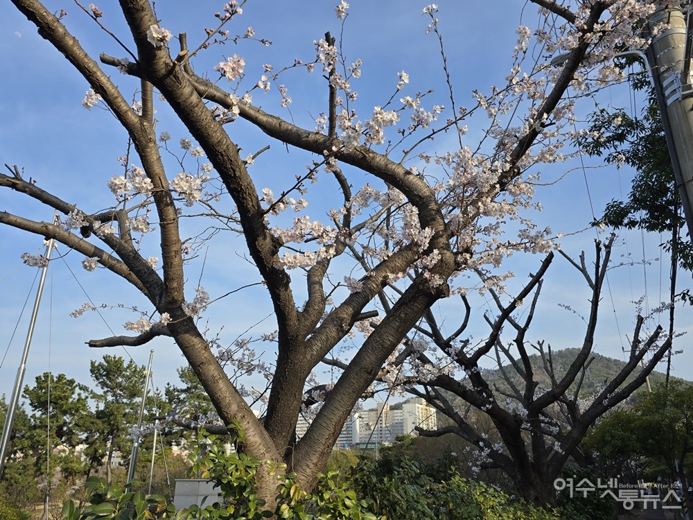 ▲ 여수 성산공원의 벚나무 고목들이 굵은 가지만 남긴 채 싹둑 잘렸다. ⓒ조찬현