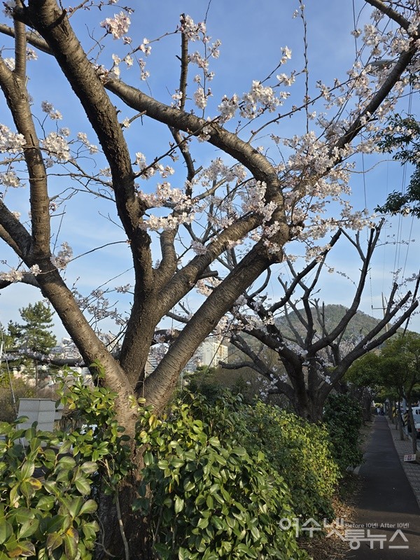 ▲ 여수 성산공원의 10여 그루에 달하는 벚나무 고목들이 굵은 가지만 남긴 채 싹둑 잘렸다. ⓒ조찬현