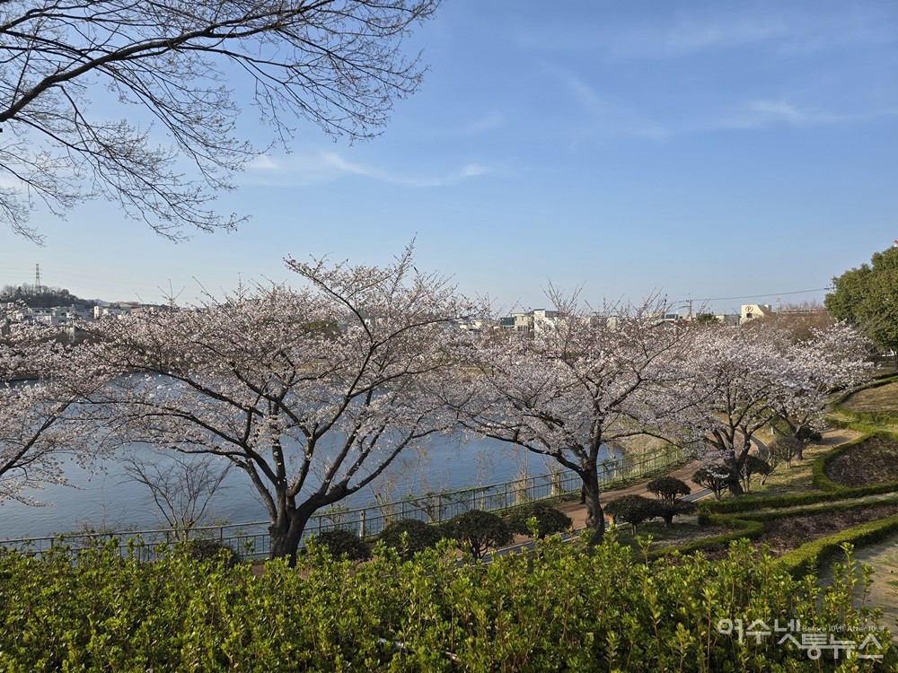▲ 여수 성산공원 내 다른 벚나무들은 꽃이 만개해 자태를 뽐내고 있다. ⓒ조찬현