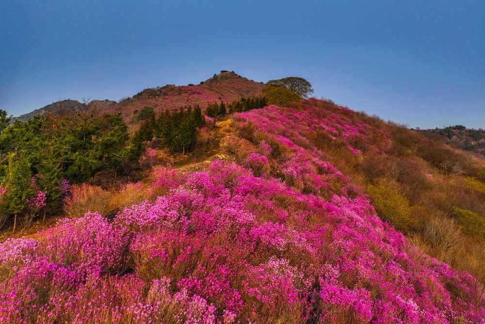 ▲ 영취산 진달래 전경 ⓒ여수시