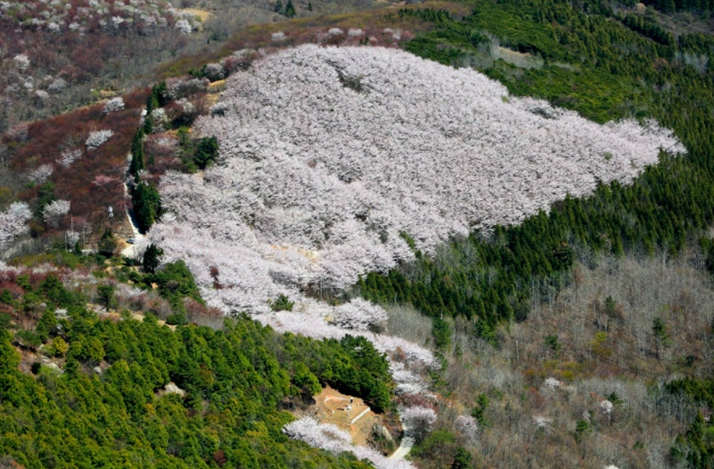▲ 영취산 벚꽃 군락지 전경 ⓒ여수시